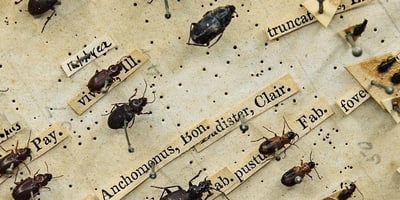 Darwin's Beetle collection
